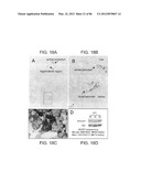 Method For Detecting And Purifying Pancreatic Beta Cells diagram and image