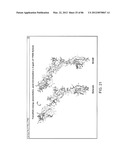 Method For Detecting And Purifying Pancreatic Beta Cells diagram and image