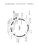 Method For Detecting And Purifying Pancreatic Beta Cells diagram and image