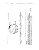 Method For Detecting And Purifying Pancreatic Beta Cells diagram and image