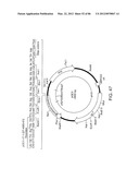 Method For Detecting And Purifying Pancreatic Beta Cells diagram and image