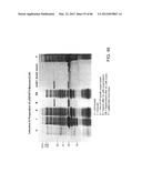 Method For Detecting And Purifying Pancreatic Beta Cells diagram and image