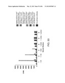 Method For Detecting And Purifying Pancreatic Beta Cells diagram and image