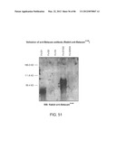 Method For Detecting And Purifying Pancreatic Beta Cells diagram and image