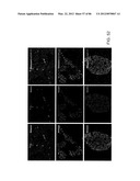 Method For Detecting And Purifying Pancreatic Beta Cells diagram and image