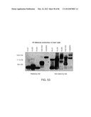 Method For Detecting And Purifying Pancreatic Beta Cells diagram and image