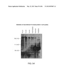 Method For Detecting And Purifying Pancreatic Beta Cells diagram and image