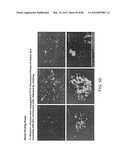 Method For Detecting And Purifying Pancreatic Beta Cells diagram and image