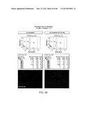 Method For Detecting And Purifying Pancreatic Beta Cells diagram and image