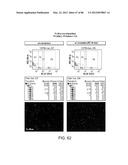 Method For Detecting And Purifying Pancreatic Beta Cells diagram and image