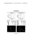 Method For Detecting And Purifying Pancreatic Beta Cells diagram and image