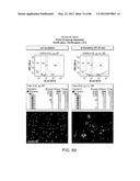 Method For Detecting And Purifying Pancreatic Beta Cells diagram and image