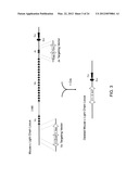 Human Lambda Light Chain Mice diagram and image