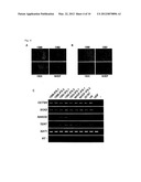 METHOD FOR PRODUCING INDUCED PLURIPOTENT STEM CELLS AND METHOD FOR     CULTURING THE SAME diagram and image