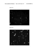 EFFECTIVE VECTOR PLATFORM FOR GENE TRANSFER AND GENE THERAPY diagram and image