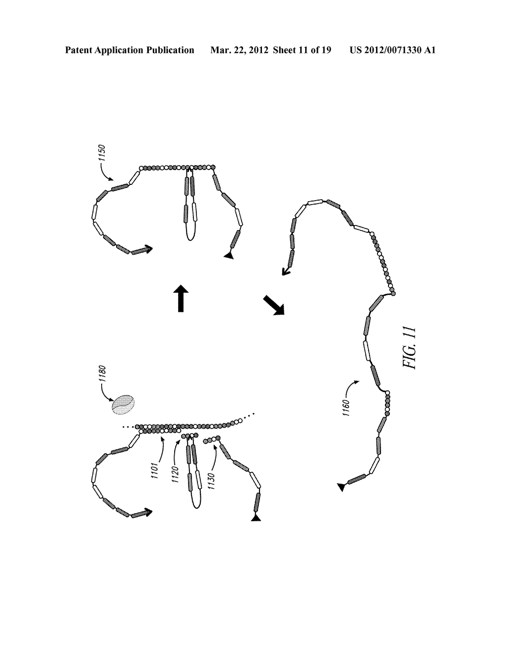 MULTIPLEXED IDENTIFICATION OF NUCLEIC ACID SEQUENCES - diagram, schematic, and image 12