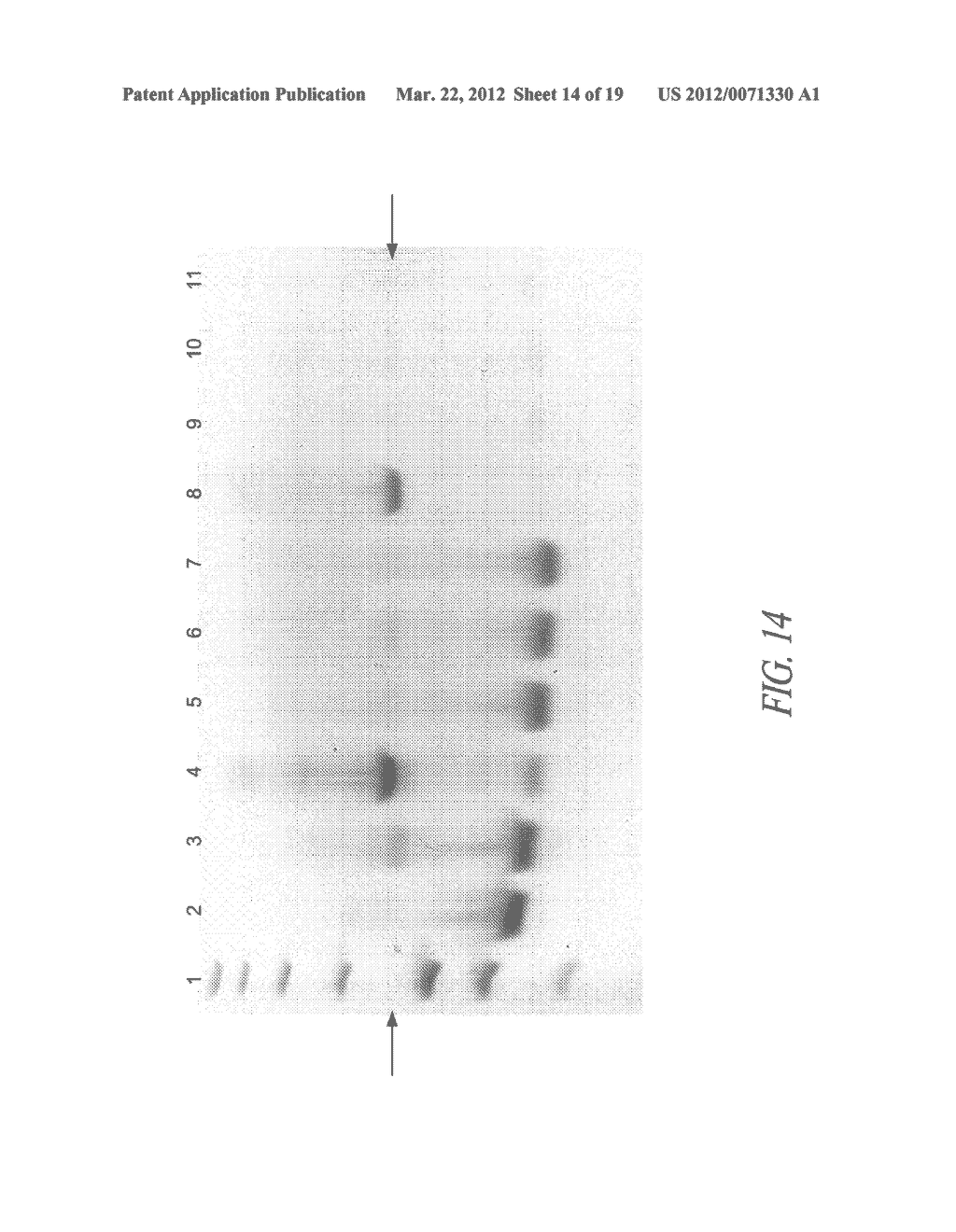 MULTIPLEXED IDENTIFICATION OF NUCLEIC ACID SEQUENCES - diagram, schematic, and image 15