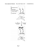 POLYMERIZATION-BASED AMPLIFICATION FOR IMMUNOSTAINING AND BIODETECTION diagram and image