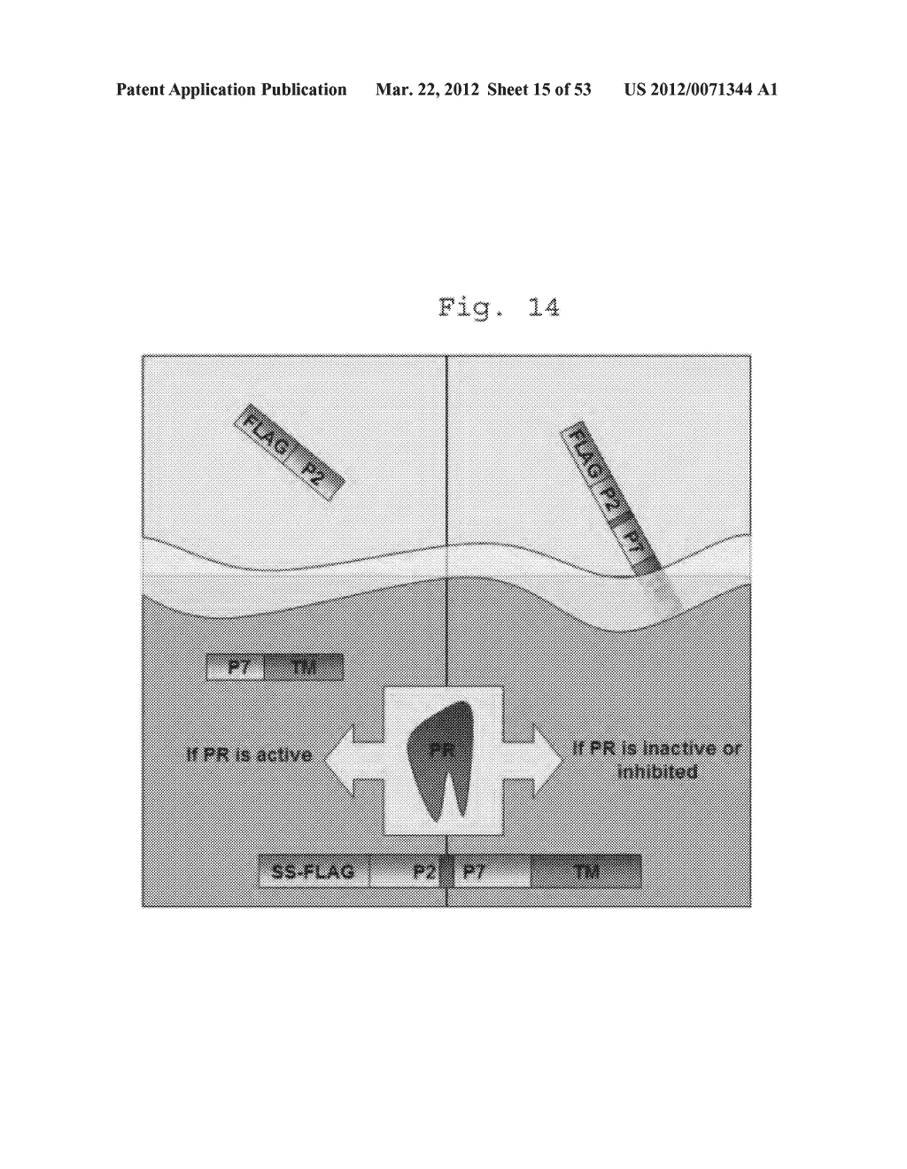 COMPOSITIONS AND METHODS FOR IDENTIFYING ENZYME AND TRANSPORT PROTEIN     INHIBITORS - diagram, schematic, and image 16