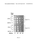 NOVEL ANTI-AGING AGENTS AND METHODS TO IDENTIFY THEM diagram and image