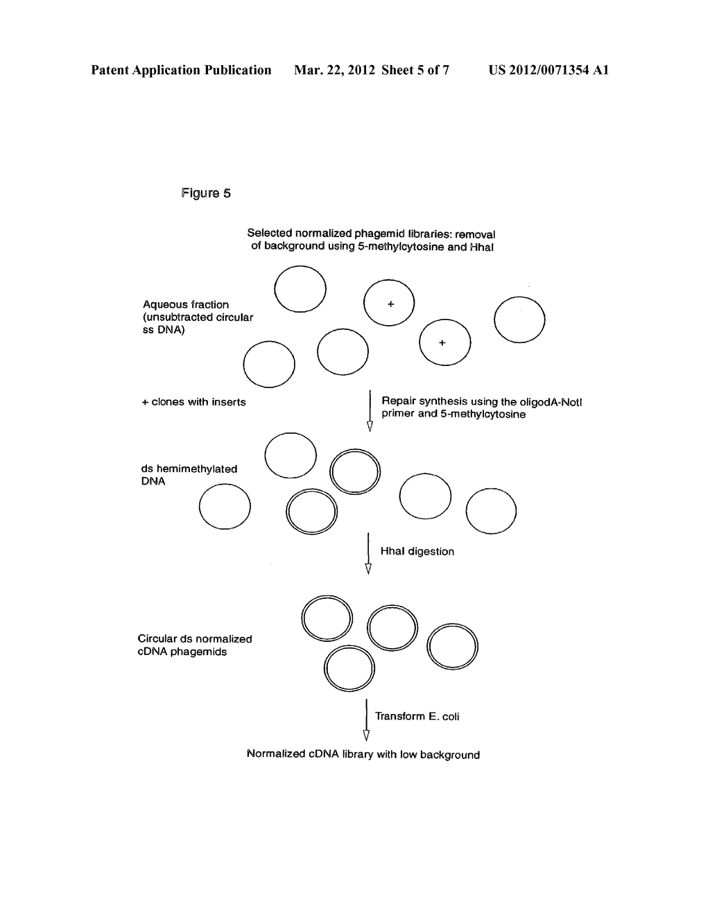 NORMALIZED NUCLEIC ACID LIBRARIES AND METHODS OF PRODUCTION THEREOF - diagram, schematic, and image 06