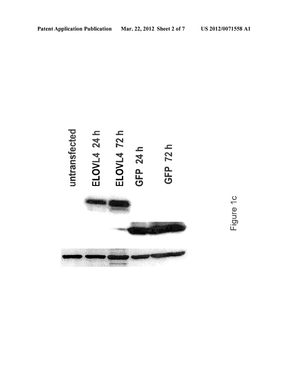 COMPOSITIONS OF VERY LONG CHAIN POLYUNSATURATED FATTY ACIDS AND METHODS OF     USE - diagram, schematic, and image 03