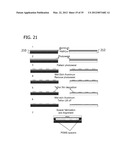 ORGANOSILICA NANOPARTICLES AND METHOD FOR MAKING diagram and image