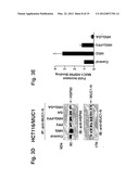 MITOCHONDRIAL LOCALIZATION OF MUC1 diagram and image