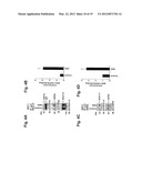 MITOCHONDRIAL LOCALIZATION OF MUC1 diagram and image