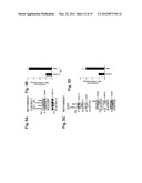 MITOCHONDRIAL LOCALIZATION OF MUC1 diagram and image