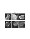 INDUCED PLURIPOTENT STEM CELL GENERATION USING TWO FACTORS AND P53     INACTIVATION diagram and image