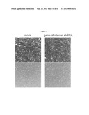 INDUCED PLURIPOTENT STEM CELL GENERATION USING TWO FACTORS AND P53     INACTIVATION diagram and image