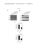 INDUCED PLURIPOTENT STEM CELL GENERATION USING TWO FACTORS AND P53     INACTIVATION diagram and image