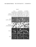 INDUCED PLURIPOTENT STEM CELL GENERATION USING TWO FACTORS AND P53     INACTIVATION diagram and image