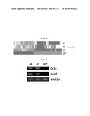 INDUCED PLURIPOTENT STEM CELL GENERATION USING TWO FACTORS AND P53     INACTIVATION diagram and image