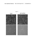 INDUCED PLURIPOTENT STEM CELL GENERATION USING TWO FACTORS AND P53     INACTIVATION diagram and image