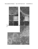 INDUCED PLURIPOTENT STEM CELL GENERATION USING TWO FACTORS AND P53     INACTIVATION diagram and image