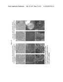 INDUCED PLURIPOTENT STEM CELL GENERATION USING TWO FACTORS AND P53     INACTIVATION diagram and image