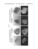 INDUCED PLURIPOTENT STEM CELL GENERATION USING TWO FACTORS AND P53     INACTIVATION diagram and image