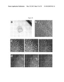 INDUCED PLURIPOTENT STEM CELL GENERATION USING TWO FACTORS AND P53     INACTIVATION diagram and image