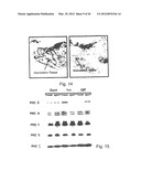 METHODS AND PHARMACEUTICAL COMPOSITIONS FOR HEALING WOUNDS diagram and image