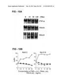 ANTIBODY SELECTIVE FOR A TUMOR NECROSIS FACTOR-RELATED APOPTOSIS-INDUCING     LIGAND RECEPTOR AND USES THEREOF diagram and image