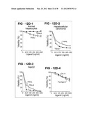 ANTIBODY SELECTIVE FOR A TUMOR NECROSIS FACTOR-RELATED APOPTOSIS-INDUCING     LIGAND RECEPTOR AND USES THEREOF diagram and image