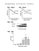 ANTIBODY SELECTIVE FOR A TUMOR NECROSIS FACTOR-RELATED APOPTOSIS-INDUCING     LIGAND RECEPTOR AND USES THEREOF diagram and image