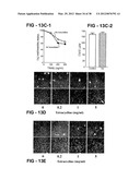 ANTIBODY SELECTIVE FOR A TUMOR NECROSIS FACTOR-RELATED APOPTOSIS-INDUCING     LIGAND RECEPTOR AND USES THEREOF diagram and image