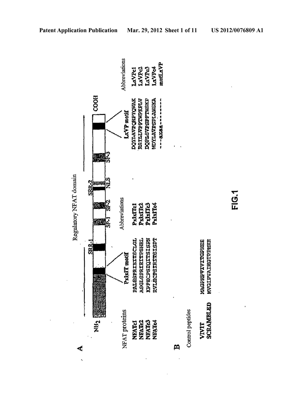 METHOD TO INHIBIT THE BIOLOGICAL ACTIVITY OF CALCINEURIN WITH SELECTIVE     PEPTIDES - diagram, schematic, and image 02