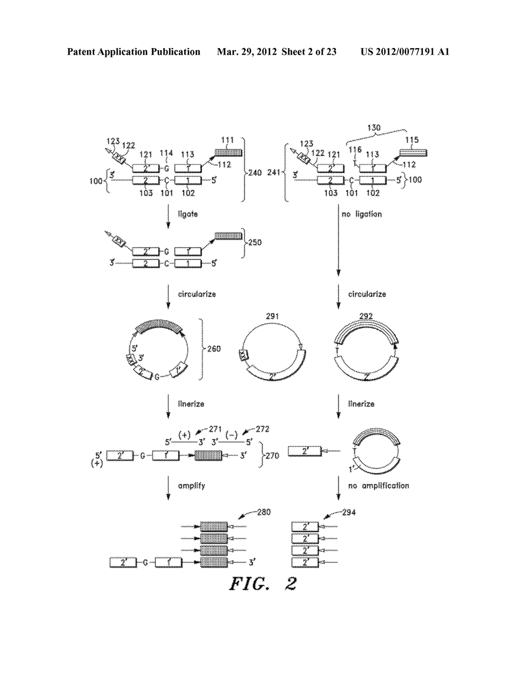 GENOTYPING DNA - diagram, schematic, and image 03