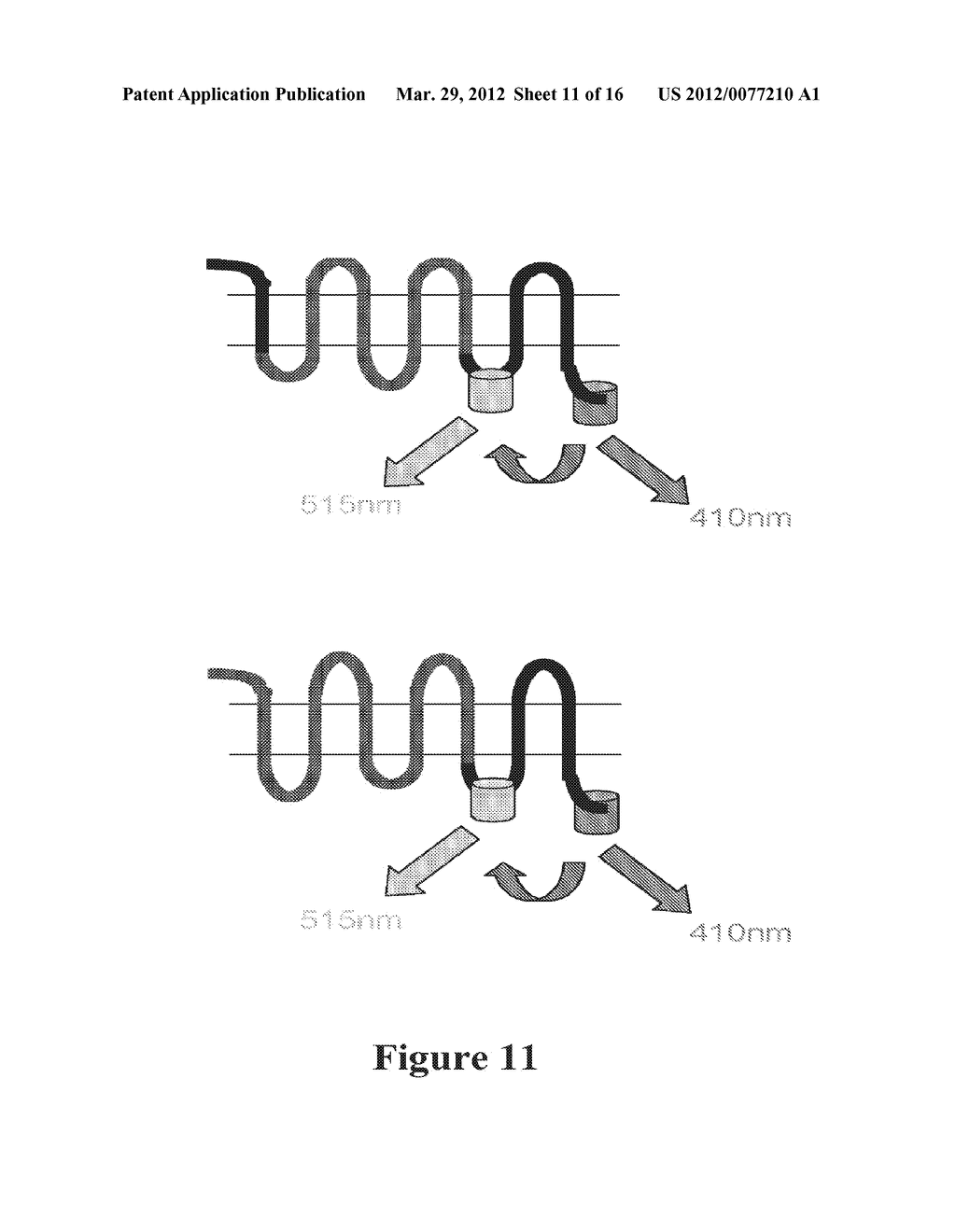 Measuring G Protein Coupled Receptor Activation - diagram, schematic, and image 12