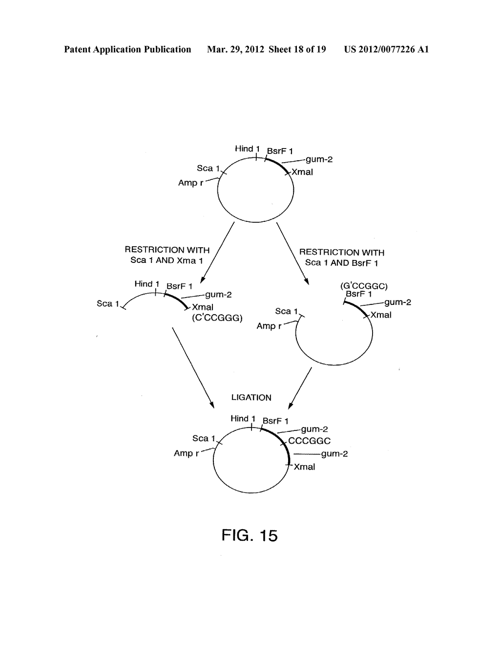 SYNTHETIC GENES FOR PLANT GUMS AND OTHER HYDROXYPROLINE-RICH GLYCOPROTEINS - diagram, schematic, and image 19