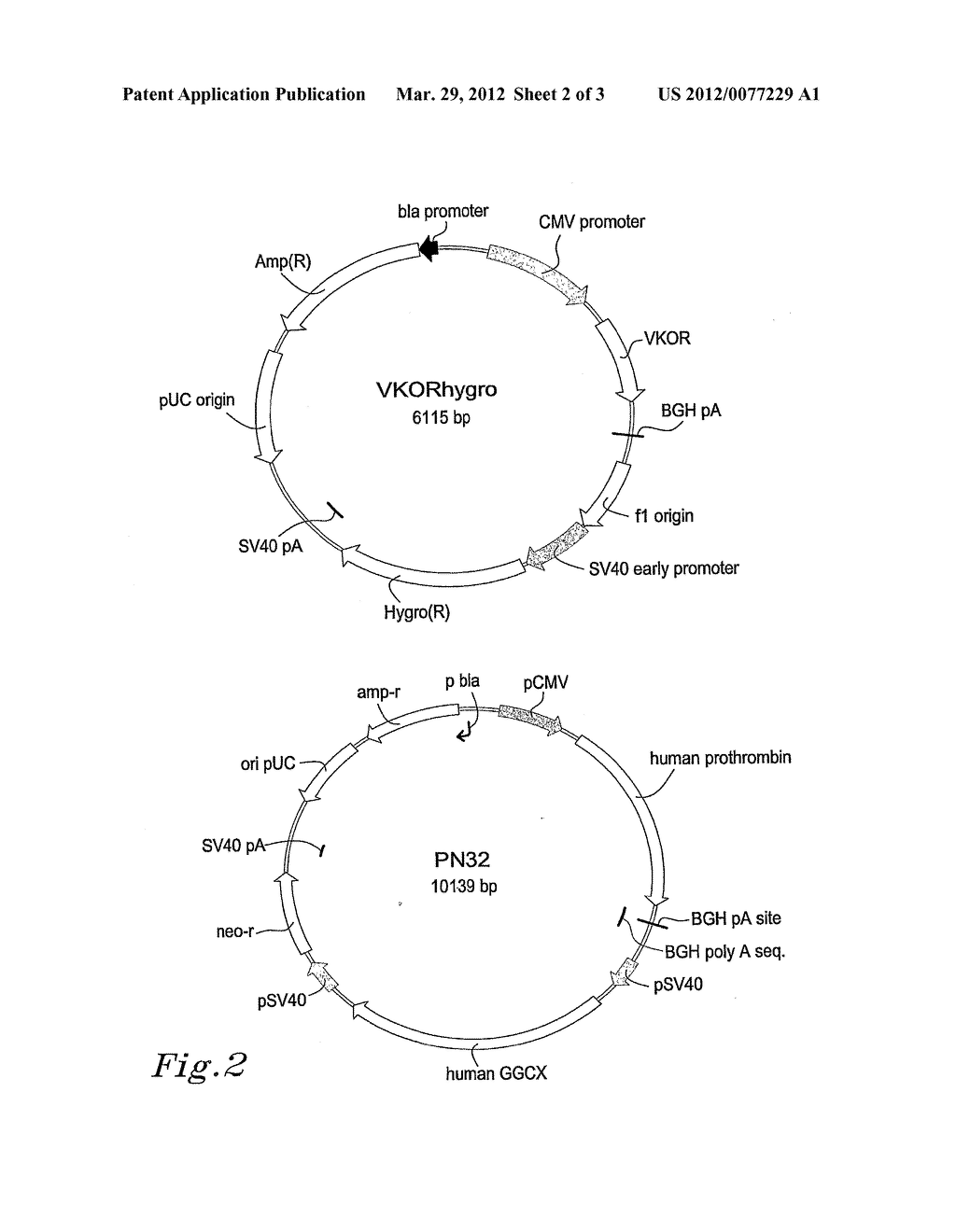 Compositions and methods relating to proteins requiring     Gamma-Carboxylation - diagram, schematic, and image 03